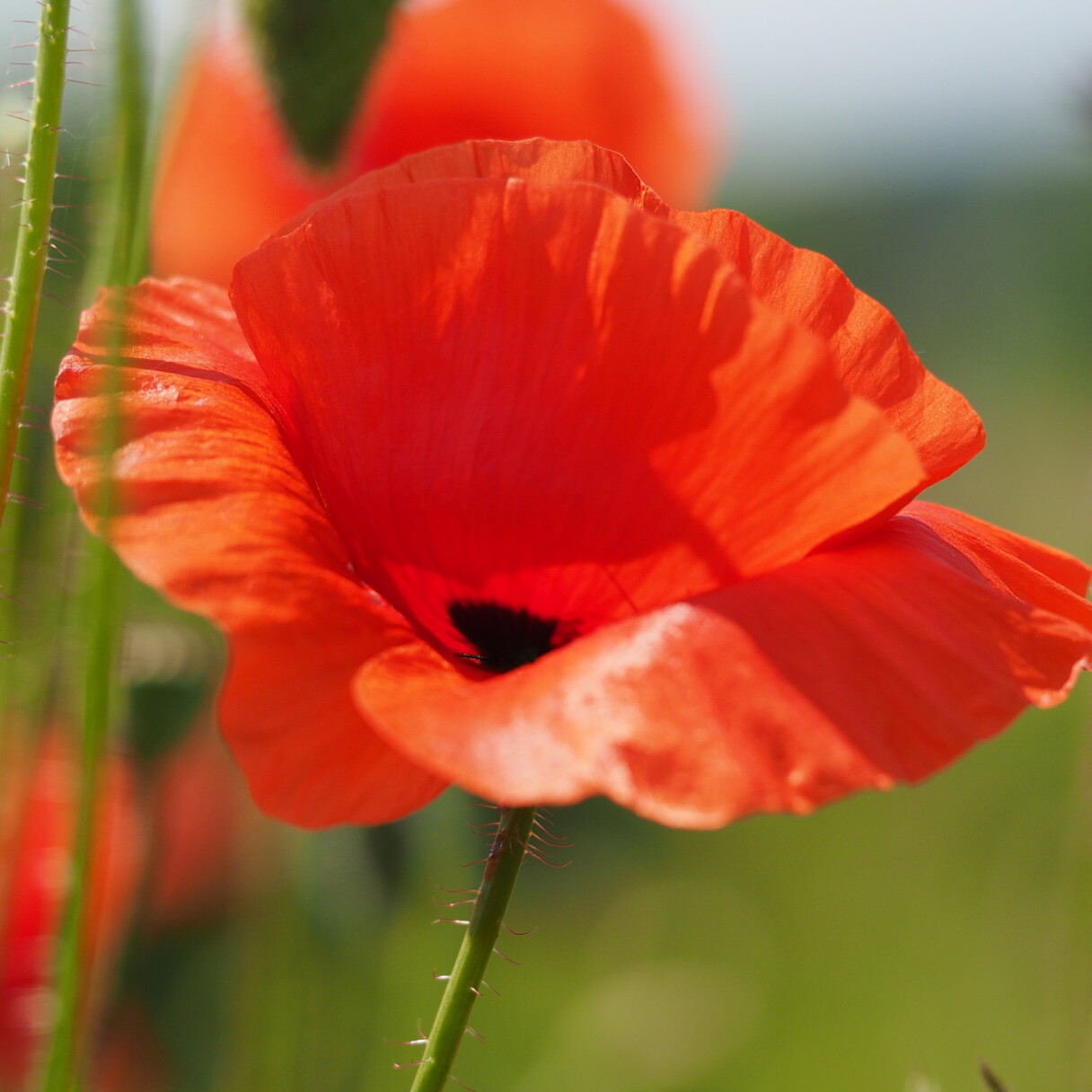 Klatschmohn (<i>Papaver rhoeas</i>) - ab September 2025 