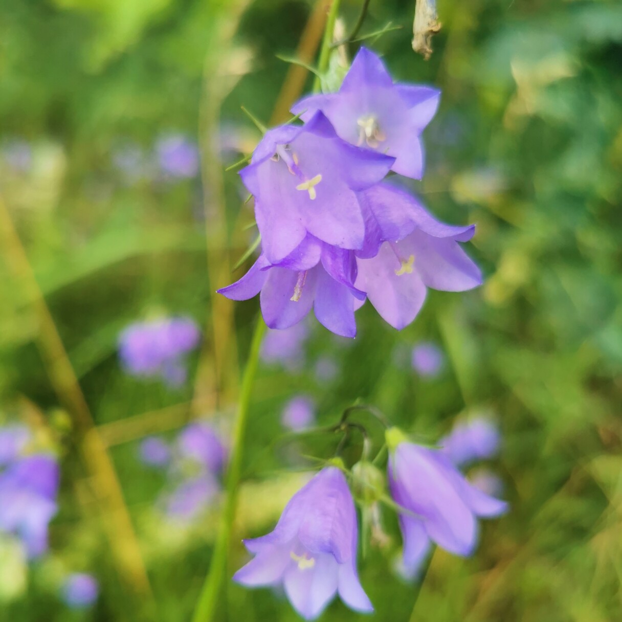 Rundblättrige-Glockenblume (<i>Campanula rotundifolia</i>) <br>