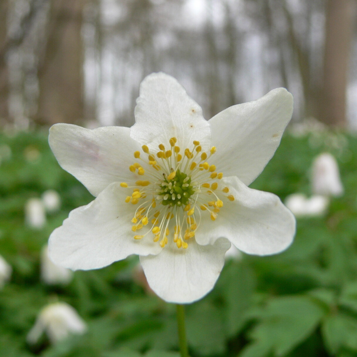 Busch-Windröschen (<i>Anemone nemorosa</i>) <br>