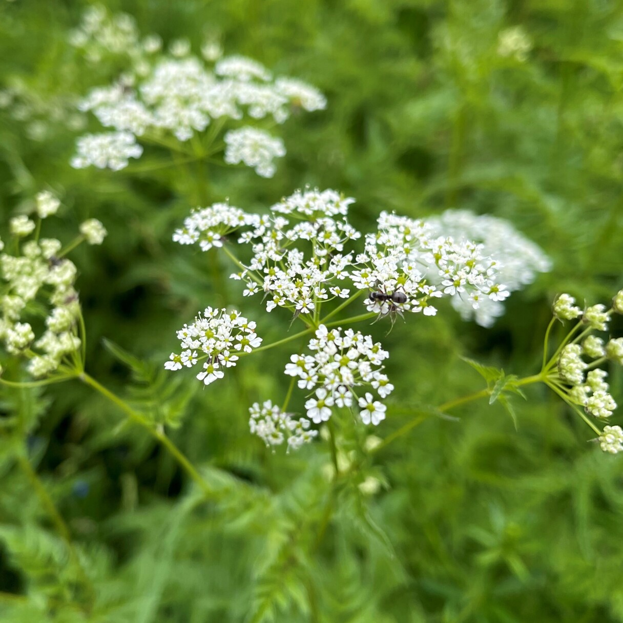 Gold-Kälberkropf (<i>Chaerophyllum aureum</i>)