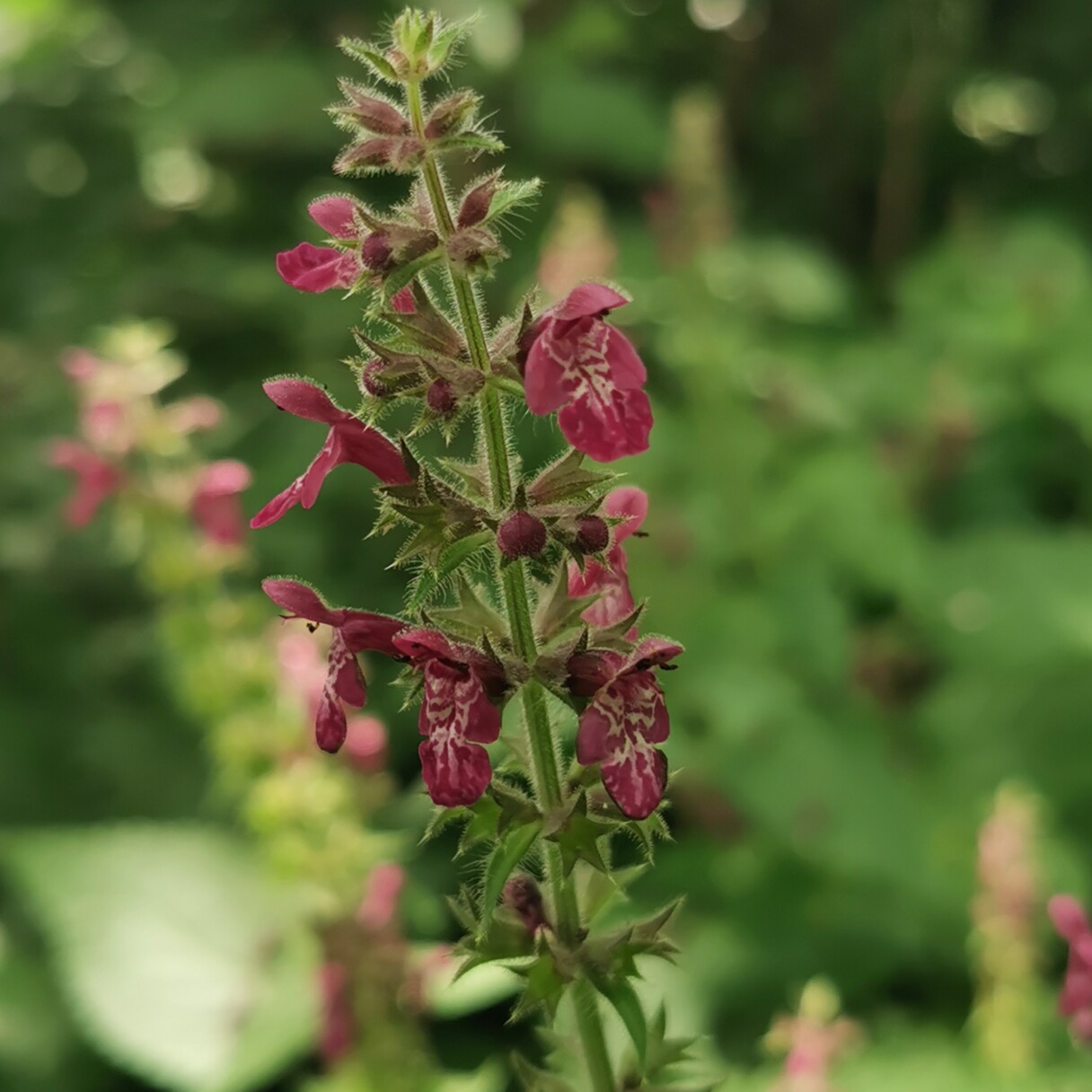 Waldziest (<i>Stachys sylvatica</i>) <br>